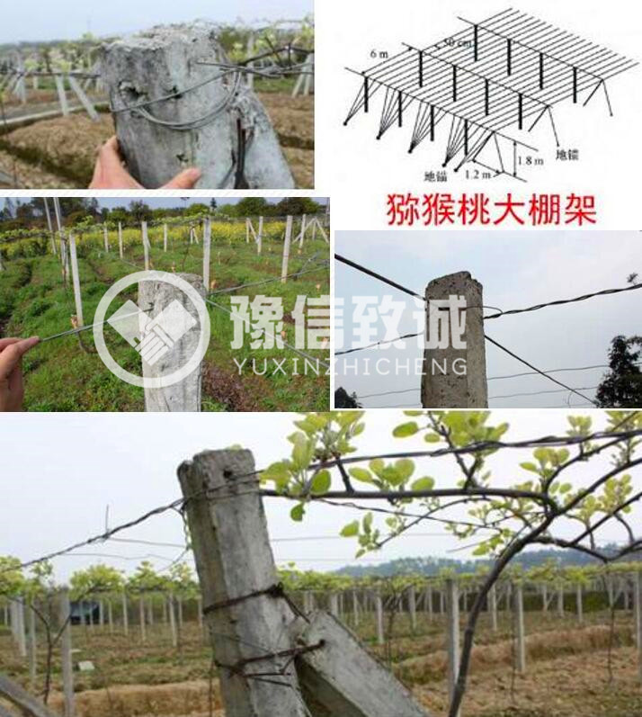 獼猴桃立柱機應用場(chǎng)景