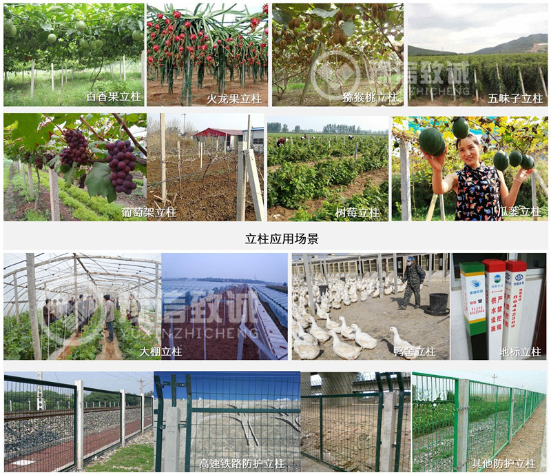 葡萄架立柱應用現場(chǎng)